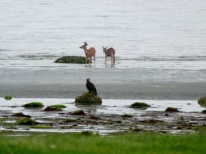 herten en arend aan de waterkant | Qualicum Beach